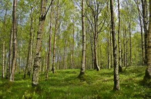 tretmani kiropraktike protiv alergija